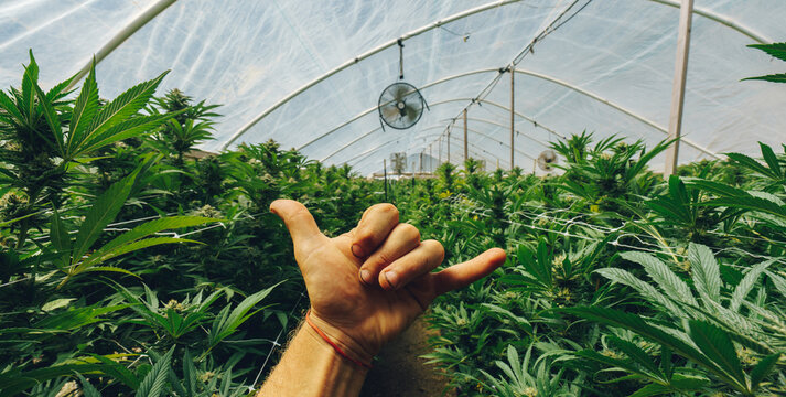 Marihuana plant details of many leaves hand doing hangloose