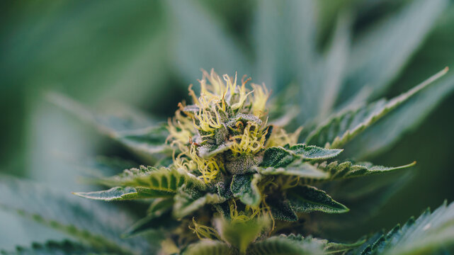 close up shot of marihuana bud blooming