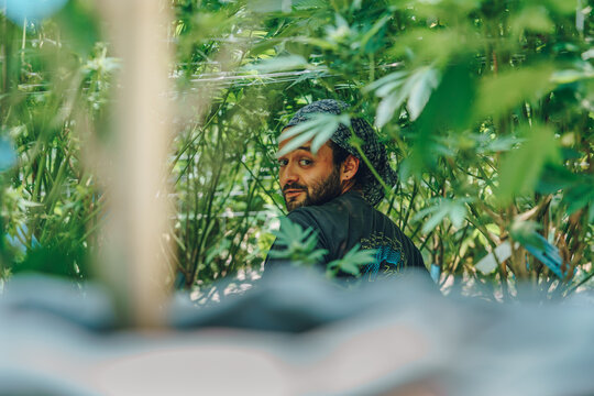 farmer working in marihuana legal farm in california