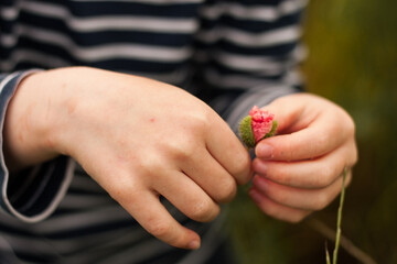 abriendo flores