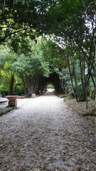 A stunning, long path lined with ancient live oak trees draped in spanish moss 