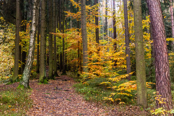 Autumn view of a forest at Andrluv Chlum mountain near Usti nad Orlici, Czech Republic