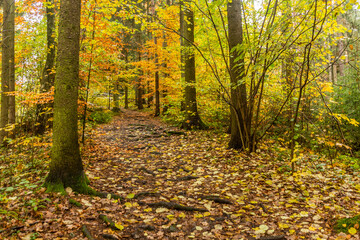 Obraz premium Autumn view of a forest at Andrluv Chlum mountain near Usti nad Orlici, Czech Republic
