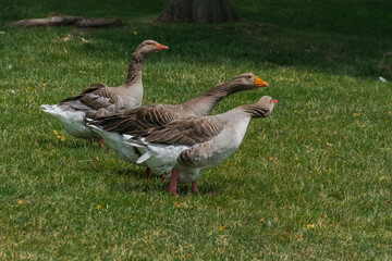 geese in the meadow