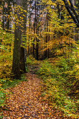 Autumn view of a forest path at Andrluv Chlum mountain near Usti nad Orlici, Czech Republic