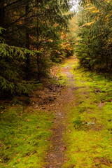 Obraz premium Autumn view of a forest path at Andrluv Chlum mountain near Usti nad Orlici, Czech Republic