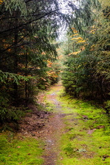 Fototapeta premium Autumn view of a forest path at Andrluv Chlum mountain near Usti nad Orlici, Czech Republic