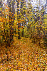Fototapeta premium Autumn view of a forest at Andrluv Chlum mountain near Usti nad Orlici, Czech Republic