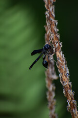 spider on a leaf