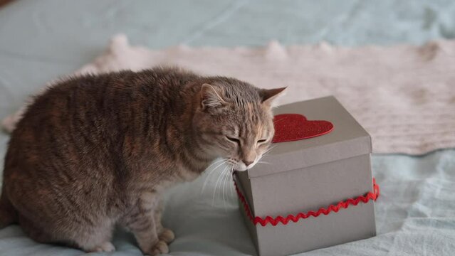 Grey cat sitting on bed with gift for valentine.Surprise gifts for celebration. Adorable domestic kitten pet concept.