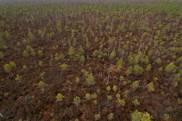Obraz premium Swamp with small spruce and pine trees. Wild mire landscape. East European swamps and Peat Bogs. Ecological reserve in wildlife. Marshland at wild nature. Swampy land and wetland, marsh, bog. 