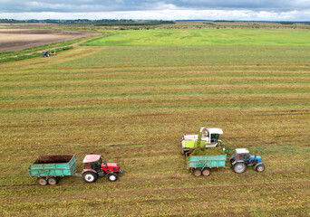Cutting grass silage at field. Forage harvester on grass cutting for silage in field. Self-propelled Harvester on Hay making for cattle at farm. Red tractor with trailer transports hay grass silage.