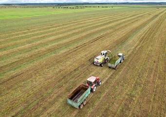Cutting grass silage at field. Forage harvester on grass cutting for silage in field. Self-propelled Harvester on Hay making for cattle at farm. Red tractor with trailer transports hay grass silage.