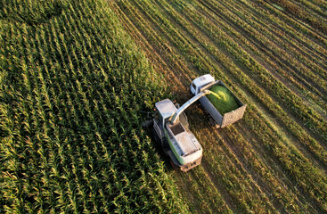 Maize Harvesting with Forage harvester in field, aerial view. Cutting Maize for agriculture and...