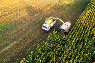 Maize Harvesting with Forage harvester in field, aerial view. Cutting Maize for agriculture and...