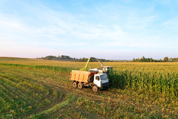 Maize Harvesting with Forage harvester in field, aerial view. Cutting Maize for agriculture and silage. Dump truck transports corn from field. Corn harvest season at farm. Self-propelled harvester..