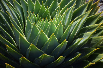 The leaves of a cactus reach up to the sun in a radial pattern