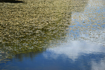 Reflections on a lake full of pond weed, reminiscent of Monet's paintings