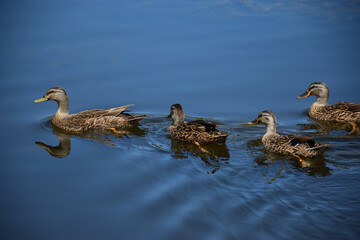 A family of ducks swim in a line on the surface of a pond on a summer day