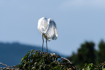 日本の野鳥　サクラの樹上で羽繕いするシラサギ