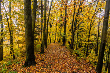 Autumn view of a path to Potstejn castle, Czech Republic