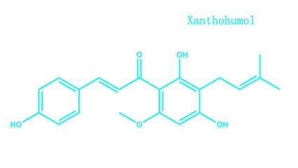 Xanthohumol is a natural product found in the female inflorescences of Humulus lupulus, also known as hops. - obrazy, fototapety, plakaty