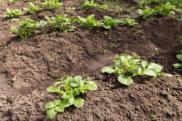Potato plants after hoeing in rows on field in sunlight. Growing organic potatoes in the garden
