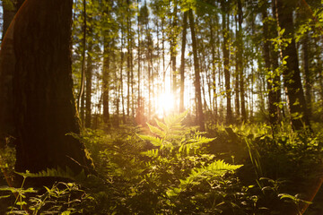 Bright sunset sun in forest with sun rays and sunlight through trees, fern leaves and green grass
