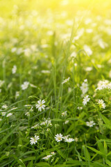 White wild spring flowers in grass in yellow sunlight close up. Abstract nature blurred bokeh background 