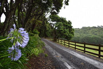 A beautiful long mysterious driveway approaching a country house