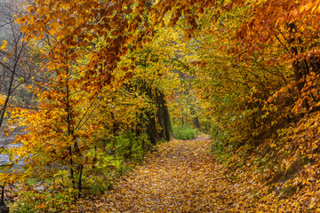 Fototapeta na wymiar Autumn view of a path near Potstejn village, Czech Republic