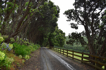 Fototapeta na wymiar A beautiful long mysterious driveway approaching a country house