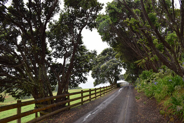 A beautiful long mysterious driveway approaching a country house