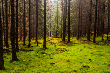 Moss covered forest in the Czech Republic