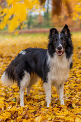 Collie breed dog on a bench in autumn colorful leaves