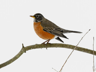 American Robin perched on tree branch in winter