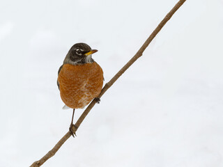 American Robin perched on tree branch in winter