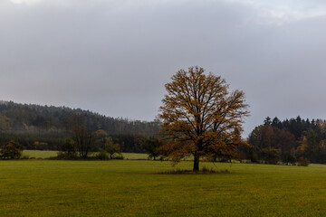 Autumn view of a lone tree in the Czech Republic