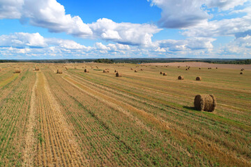 Haystack on field on blue sky background. Hay bale from residues grass. Hay stack in agriculture. Hay in rolls after combine harvester working in field. Haystacks making for silage in harvest season.