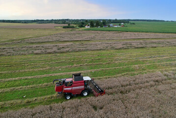 Obraz premium Spring wheat harwesting. Wheat and corn markets react in crisis world’s breadbasket. Wheat import, maize (corn), soybeans. Global crop prices in food crisis. Global food inflation and hunger. 