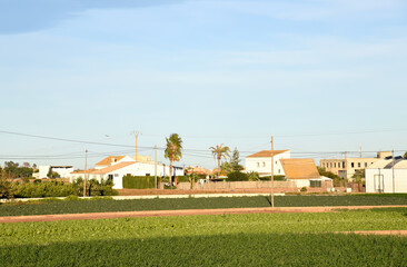 Fototapeta premium Agricultural plants growing on a farm field with fertile soil near rural homes. Village house and home at agriculture field in countryside. Sowing grain and harvesting in spain farming season.