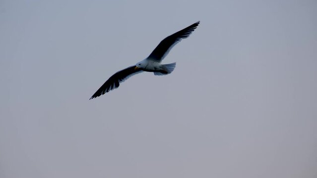 Flying seagull at Putorana plateau