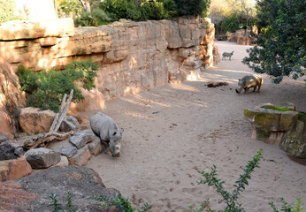 Rhino in natural environment in wild habitats in in Spanish zoo Valencia Bioparc. Wild African Rhinoceros and animals in Equatorial Forest, Savannah, Madagascar and Wetlands. .
