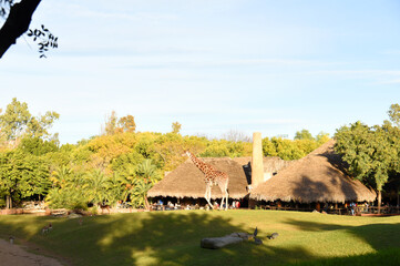 Giraffe Animals in natural environment with wild habitats. Giraffe animals in Equatorial Forest, Savannah, Madagascar and Wetlands. Giraffe in zoo. 