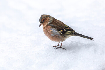 Portrait of a chaffinch in the winter outdoors