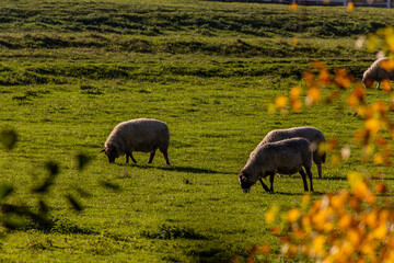 Sheep on a meadow in Prague, Czech Republic