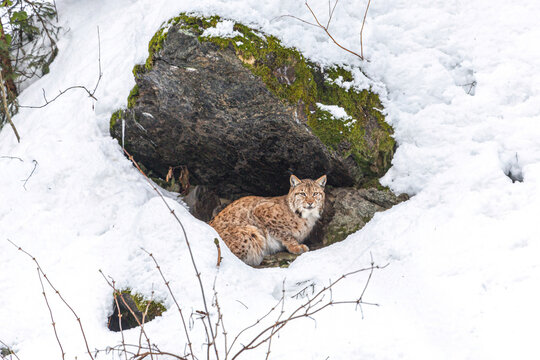 Portrait of a lynx in the snow at the bavarian forest national park centre lusen, Neuschönau