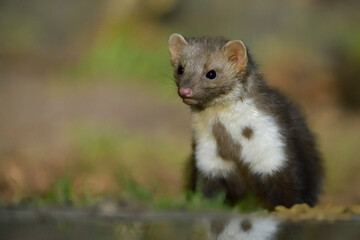 Steinmarder Martes foina