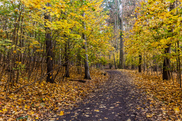 Obraz premium Autumn view of a forest path in Kunraticky forest in Prague, Czech Republic