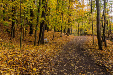 Fototapeta premium Autumn view of a forest path in Kunraticky forest in Prague, Czech Republic